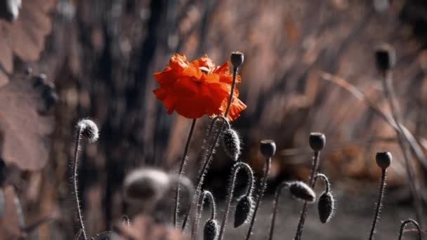 Güneş Işınları Haşhaş Çiçek Aydınlatmak Haşhaş Yaprakları Işığın Yansıması Çiçekler — Stok video