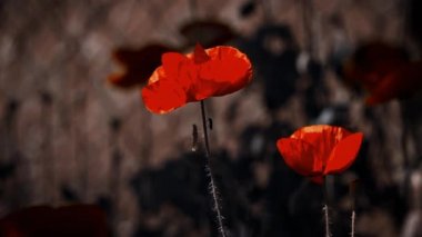 Haşhaş hassasiyet stilize resmi. Haşhaş onların yaz köyünde seçimi. Renk başarılı kombinasyonu. Haşhaş, koyu arka plan, parlama ışık, resim stilize. Poppies, Güneş tarafından aydınlatılmış hassas yaprakları. Çiçek kokusuzdur.