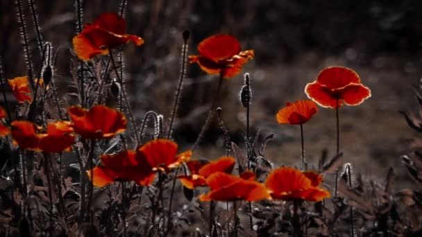 Horizontale Panorama Gestileerde Foto Van Poppy Tederheid Selectie Van Papavers — Stockvideo