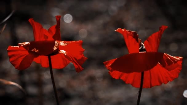 Stilisiertes Bild Der Mohnzärtlichkeit Auswahl Der Mohnblumen Ihrer Sommerbaum Erfolgreiche — Stockvideo