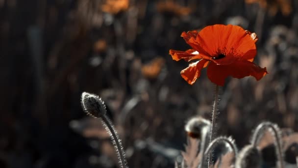 Gestileerde Foto Van Poppy Tederheid Selectie Van Papavers Hun Zomerhuisje — Stockvideo