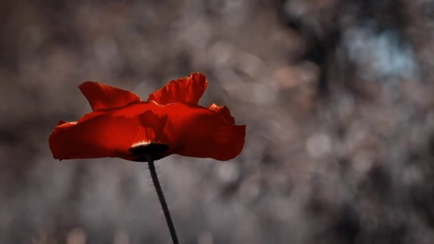 Sun Rays Illuminate Poppy Flower Reflection Light Poppy Petals Magic — стоковое видео