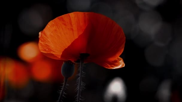 Sun Rays Illuminate Poppy Flower Reflection Light Poppy Petals Magic — Stock Video