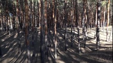 Orman ve çam ormanı kenarı kokusu etrafında, dik bir yamaç boyunca kamera hareketi. Orman kenarı boyunca kameranın ön kaldırma. Akşam saatlerinde genç çam ormanı. Bir orman dizisinde kameranın ön yaklaşım. Gölge ve ışık.
