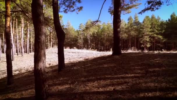 Rund Den Wald Und Den Geruch Des Kiefernwaldes Kamerafahrt Entlang — Stockvideo