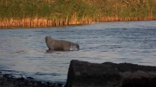 Labrador Divertido Pela Água Cão Banha Rio Foz Rio Bancos — Vídeo de Stock
