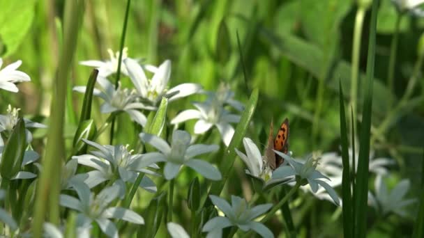 一只白色的小蝴蝶给娇嫩的花朵授粉 花的名人 夏季花园 一个生活区和颤抖 季节授粉盛开的花朵 蝴蝶坐着 屏幕保护程序上的图片 — 图库视频影像