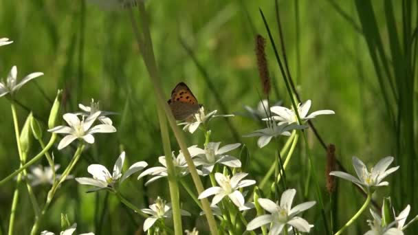 小さな 白い蝶は 繊細な花を Pollinates します 花の有名人 夏の庭 リビング エリアと震える シーズン花が咲き受粉します — ストック動画