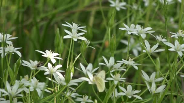Ein Kleiner Weißer Schmetterling Bestäubt Zarte Blüten Blumen Berühmtheiten Sommergarten — Stockvideo