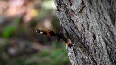 Güneşte kelebekler. Ağaç kabuğu etrafında flutter nazik yaratıklar. Kelebekleri çağır. İki kelebek çimenlere uçuyor. Ağaçta oturan Kral kelebek. Ağaç üzerinde güzellik kelebek HD closeup. Ağaçta kırmızı Amiral kelebeği.