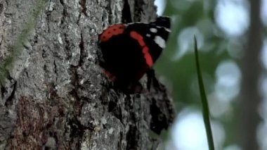 Güneşte kelebekler. Ağaç kabuğu etrafında flutter nazik yaratıklar. Kelebekleri çağır. İki kelebek çimenlere uçuyor. Ağaçta oturan Kral kelebek. Ağaç üzerinde güzellik kelebek HD closeup. Ağaçta kırmızı Amiral kelebeği.
