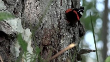 Güneşte kelebekler. Ağaç kabuğu etrafında flutter nazik yaratıklar. Kelebekleri çağır. İki kelebek çimenlere uçuyor. Ağaçta oturan Kral kelebek. Ağaç üzerinde güzellik kelebek HD closeup. Ağaçta kırmızı Amiral kelebeği.