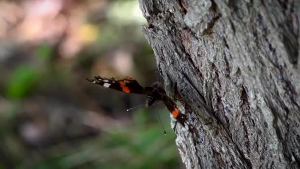 Borboletas Sol Flutter Criaturas Suaves Torno Árvore Bark Roll Chamada — Vídeo de Stock