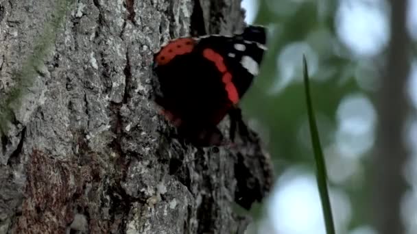 蝴蝶在阳光下 在树皮周围挥动温柔的生物 点名蝴蝶 两只蝴蝶在草坪上飞来飞去 坐在树上的帝王蝴蝶 在树上的美丽蝴蝶的高清特写镜头 红色海军上将蝴蝶在树上 — 图库视频影像
