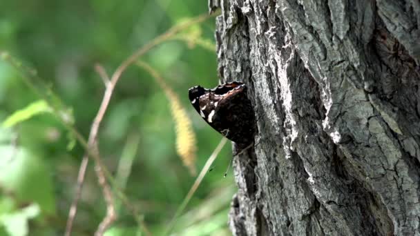 Farfalle Sole Flutter Creature Gentili Intorno Alla Corteccia Dell Albero — Video Stock