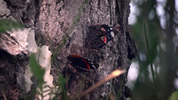 太陽の下で蝶 木の樹皮の周りに穏やかな生き物をフラッター コール蝶をロール 2匹の蝶が芝生に夜逃げ 木に座っている君主の蝶 ツリー上の美しさの蝶の クローズアップ レッドアドミラルバタフライオンツリー — ストック動画