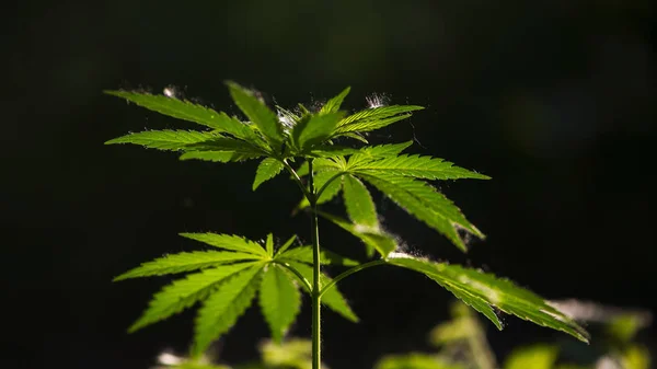 Grande Foglio Verde Cannabis Retroilluminato Sera Luce Canapa Partenze Sole — Foto Stock