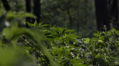 Kenevir yaprağı. Openwork yaprak güzel bitkiler. Yaprak ormanı higrophilous ve gölge-toleranslı türler aracılığıyla Güneş. Arkadan aydınlatmalı, akşam ışık kenevir yaprakları. Yeşil yapraklar güneşte parlıyor.