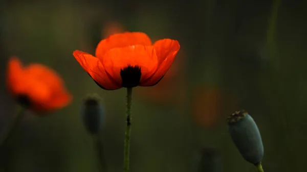 Texturizado Primer Plano Frescura Amapola Una Encarnación Viva Fantasía Naturaleza — Foto de Stock