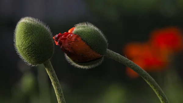 Πράσινα Μπουμπούκια Παπαρούνας Διακοσμητική Παπαρούνα Στο Εξοχικό Τους Ωραία Φρεσκάδα — Φωτογραφία Αρχείου