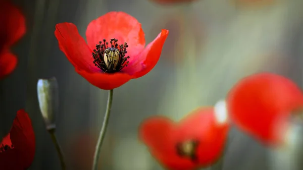 Texturizado Primer Plano Frescura Amapola Una Encarnación Viva Fantasía Naturaleza — Foto de Stock