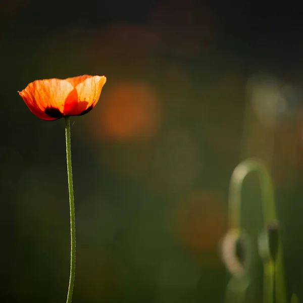 Textured Close Poppy Freshness Living Embodiment Fantasy Nature Natural Beautiful — стоковое фото