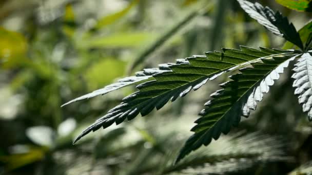 Getextureerde Cannabis Bladeren Zijn Indrukwekkend Verlichte Avondlicht Hennep Verlaat Groene — Stockvideo