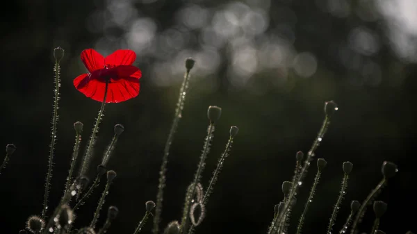 Rain Droplets Poppy Petals Textured Close Poppy Freshness Dew Poppy — Stock Photo, Image