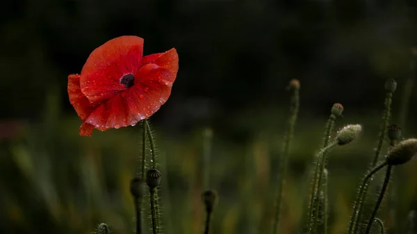 Rain Droplets Poppy Petals Textured Close Poppy Freshness Dew Poppy — Stock Photo, Image