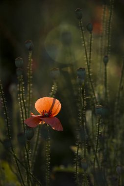 Parlak kırmızı bir haşhaş, arıları çeker. Çekici, parlak, kırmızı renk. Poppy Idyll.Kırmızı bir koku nun taklidimi. Haşhaş, esintide yumuşak hareketler. Narin, bahçe alanında kırmızı. Haşhaş, dokulu ön. Akşam idyll. Haşhaşlı Rapsodi.