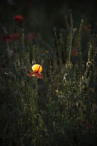 Ein Leuchtend Roter Mohn Zieht Bienen Attraktiv Leuchtend Rot Gefärbt — Stockfoto