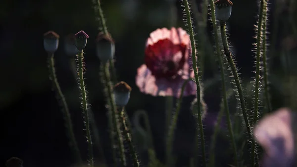 Ein Leuchtend Roter Mohn Zieht Bienen Attraktiv Leuchtend Rot Gefärbt — Stockfoto