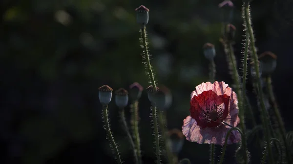 Una Amapola Color Rojo Brillante Atrae Las Abejas Atractivo Brillante —  Fotos de Stock