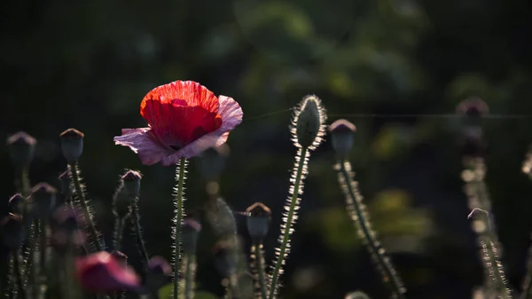 Ein Leuchtend Roter Mohn Zieht Bienen Attraktiv Leuchtend Rot Gefärbt — Stockfoto