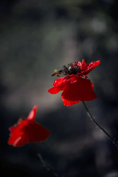 Bright Red Poppy Attracts Bees Attractive Bright Red Color Poppy — Stock Photo, Image