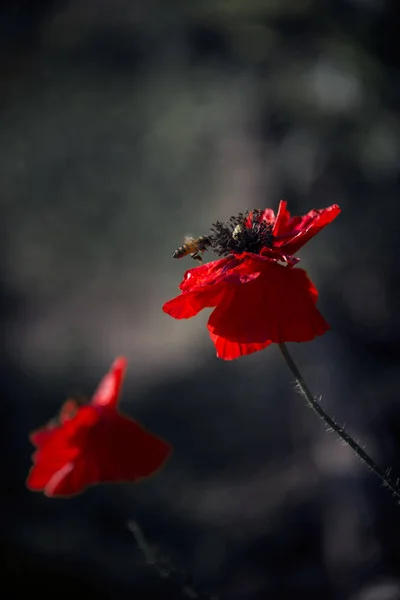 Parlak kırmızı bir haşhaş, arıları çeker. Çekici, parlak, kırmızı renk. Poppy Idyll.Kırmızı bir koku nun taklidimi. Haşhaş, esintide yumuşak hareketler. Narin, bahçe alanında kırmızı. Haşhaş, dokulu ön. Akşam idyll. Haşhaşlı Rapsodi.