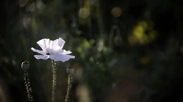 Weißer Mohn Wie Die Weiße Krähen Weißer Mohn Wie Die — Stockfoto