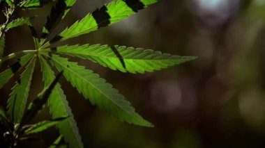 Video çiçeklenme tıbbi esrar. Dokulu esrar yaprakları etkileyici. Yüce yeşil. Arkadan aydınlatmalı, akşam ışığı kenevir yaprakları. Yeşiller güneşte ışıltılı yaprakları. Orman kalınları. Orman higrofil ve gölge toleranslı türler. Yaprakları ile güneş.