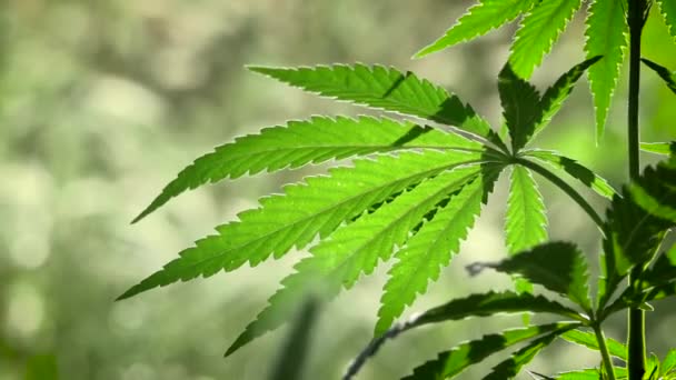 Folha Aberta Cannabis Uma Parte Traseira Branca Folhas Cannabis Texturizadas — Vídeo de Stock
