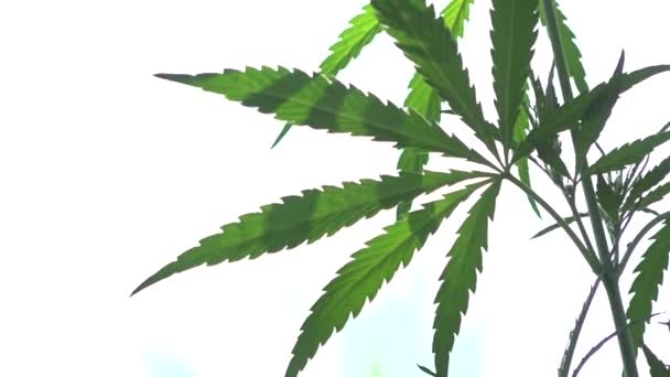 Foglio Aperto Cannabis Dorso Bianco Foglie Cannabis Strutturate Sono Impressionanti — Video Stock