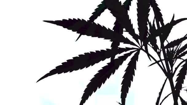 Feuille Ouverte Cannabis Sur Dos Blanc Les Feuilles Cannabis Texturées — Video