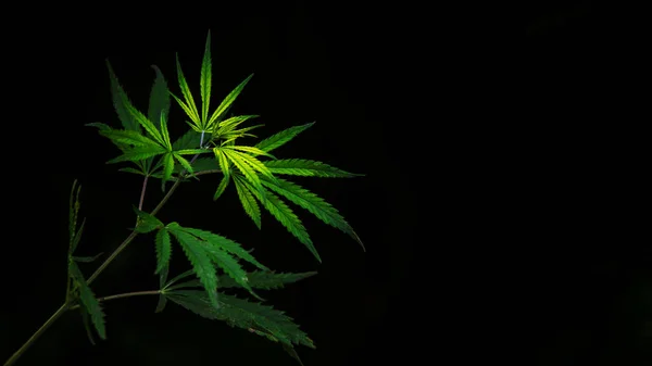 Cannabis Retroilluminata Leggera Della Sera Foglie Verdi Brillano Sole Lanugine — Foto Stock