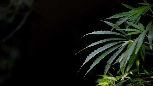 Backlit Evening Light Cannabis Leaves Green Leaves Glow Sun Poplar — Stock Photo, Image