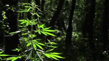 Işık, sayfanın dokusunu çizer. Siyah bir arka plan üzerinde esrar. Doğal koşullarda esrar. Rüzgarda kenevir yaprakları. Arkadan aydınlatmalı, akşam ışık kenevir yaprakları. Yeşil yapraklar güneşte parlıyor.