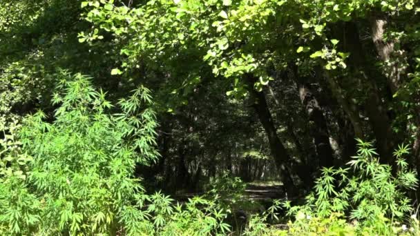 Fény Lap Textúráját Hívja Kannabisz Fekete Háttér Kannabisz Természeti Viszonyok — Stock videók