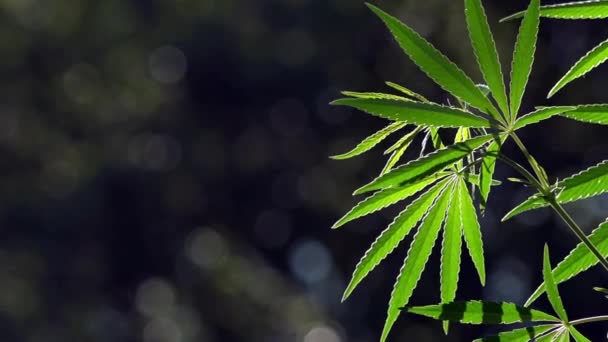 Verlichte Avondlicht Hennep Verlaat Een Groen Groot Vel Cannabis Zon — Stockvideo