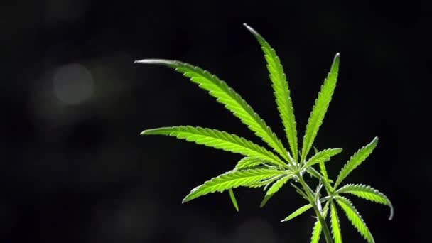 Canapa Leggera Retroilluminata Della Sera Grande Foglio Verde Cannabis Sole — Video Stock