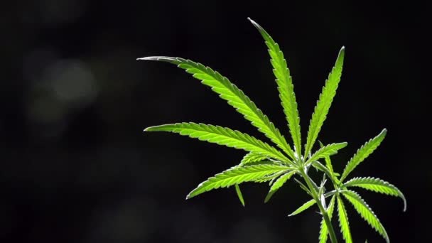 Den Bakgrundsbelyst Kvällsljus Hampa Blad Ett Grönt Stort Ark Cannabis — Stockvideo