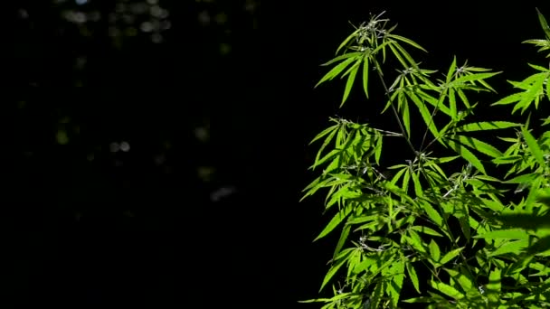 傍晚轻大麻叶 绿叶在阳光下发光 杨树绒毛覆盖了周围的一切 阳光穿过树叶 大麻在该国广大的南部地区 — 图库视频影像