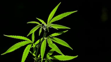 Işık, sayfanın dokusunu çizer. Doğanın sesi. Arkadan aydınlatmalı, akşam ışığı esrar yaprakları. Yeşil yapraklar güneşte parlar. Kavak kabartmak etrafında her şeyi kaplı. Yapraklardan geçen güneş. Ülkenin geniş güney bölgelerinde Kenevir. 